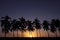 Sunset against Palm Trees in Costa Rica