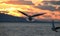 Sunset Albatross