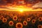 Sunset allure Sunflower field with dramatic sky, a worlds beauty