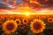 Sunset allure Sunflower field with dramatic sky, a worlds beauty