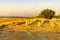 Sunset of ancient Israelite buildings, trees and landscape, Tel Hazor