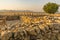 Sunset of ancient Israelite buildings, trees and landscape, Tel Hazor