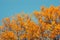 Sunset and ash trees. Sunlight through tree foliage. Yellow, red, orange leaves in sunlight