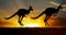 Sunset Australian outback kangaroo