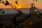 Sunset in the autumn vineyards of Crimea