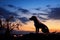 Sunset backdrop paints a serene silhouette of a loyal dog