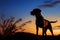 Sunset backdrop paints a serene silhouette of a loyal dog