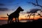 Sunset backdrop paints a serene silhouette of a loyal dog