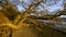 Sunset on the banks of the river Beaulieu at Lepe with the twisted trees and hummocks