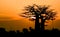 Sunset with Baobab