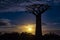 Sunset.Baobab trees, Baobabs forest - Baobab alley, Morondava, Madagascar.