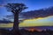 Sunset - Baobab trees, Baobabs forest - Baobab alley, Morondava, Madagascar.