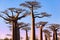 Sunset at Baobabs alley Morondava Madagascar