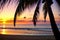 Sunset on the beach with coconut trees forming a silhouette