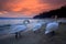 Sunset beach swans