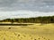 Sunset on the beach with twilight, trunk tree tru tree trunks sand dune on