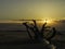 Sunset on the beach with twilight, trunk tree tru tree trunks sand dune on