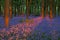 Sunset in a beautiful bluebell wood