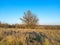 sunset and a beautiful lonely standing tree on a mountainside against a background of dry grass and sky