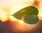 Sunset behind a banyan tree leaf