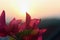 Sunset behind a pink Bougenvile flowers on mountain