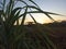 Sunset behind silhouette of green sugar cane leaves in the field. Natural background.