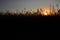 Sunset behind the wheat field