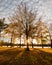 Sunset behind young trees with golden fall colored leaves, casting long shadows on the park grass.