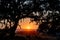 Sunset below the branch of an oak tree