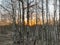 Sunset in birch grove with sunrays cutting through bare trees in spring