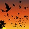 Sunset birds silhouettes