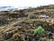 Sunset at Black Reef Covered with Seaweed in Winter in Kapaa on Kauai Island, Hawaii.