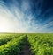 sunset in blue sky over agricultural tomatoes field