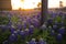 Sunset with bluebonnet