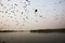 Sunset Boat Ride Silhouetteof birds Okavango Delta, Botswana Afr