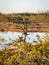 Sunset in the bog, bog pines resembling natural bonsai trees, typical bog landscape