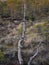 Sunset in the bog, bog pines resembling natural bonsai trees, typical bog landscape