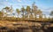 Sunset in the bog, bog pines resembling natural bonsai trees, typical bog landscape