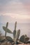 Sunset With Cactus At Algarve Coast