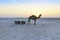 Sunset camel ride at great Rann of Kutch, Gujarat