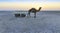 Sunset camel ride at great Rann of Kutch, Gujarat