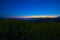 Sunset Canola flower garden wide shot