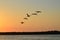 Sunset in Captiva - Ibis in flight