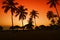 Sunset on caribbean beach with silhouette of palms