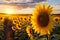 Sunset casts a golden glow over a field of blooming sunflowers