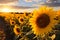 Sunset casts a golden glow over a field of blooming sunflowers