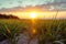 Sunset casts a warm glow over lush green grass landscape