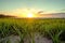 Sunset casts a warm glow over lush green grass landscape