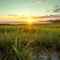 Sunset casts a warm glow over lush green grass landscape