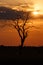 Sunset - Chobe N.P. Botswana, Africa